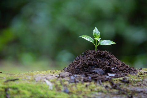 Plant growing ground